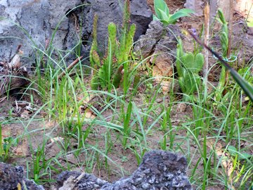 Cyperus esculentus / Zigolo dolce